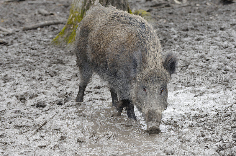 野猪(Sus scrofa)